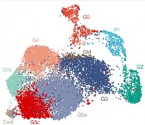 科学家从单细胞尺度描绘中性粒细胞特性