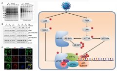 科学家揭示新城疫病毒致病新机制